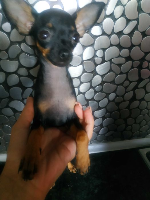 Мини той-терьер девочки,тип оленёнок,черно подпалые.