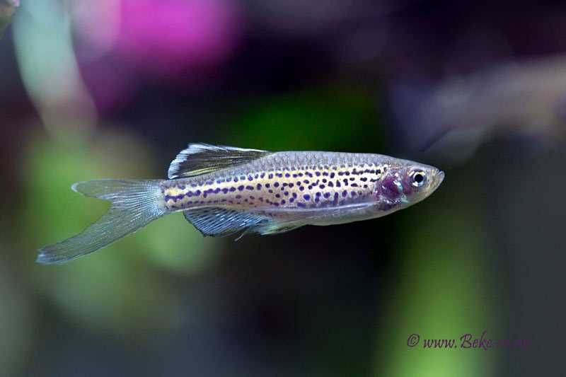 MISIEKZOO Karpiowate - Danio Pręgowane / Danio lamparcie już od 1,80