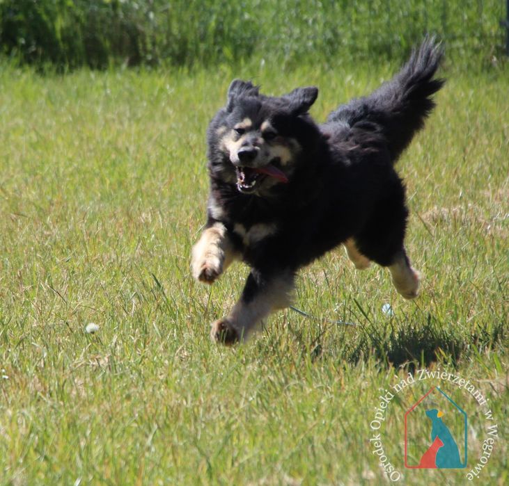 Barney 114/23 - SZUKA DOMU!