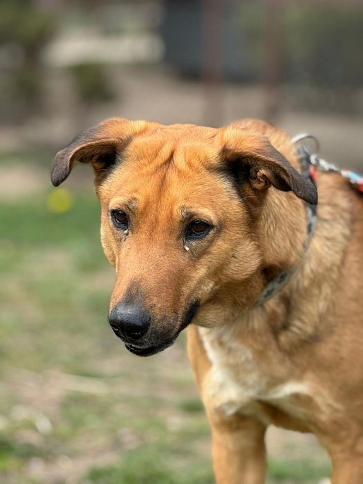 Piesek około 3 lata