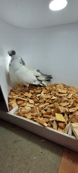 Szek, szeki, krotkodzioby polski