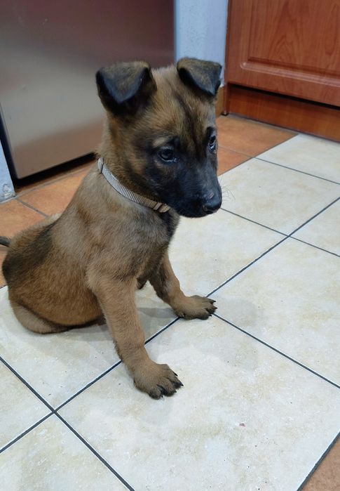 Szczeniaki owczarka belgijskiego