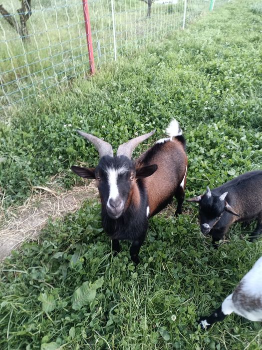 Casal de cabras anas