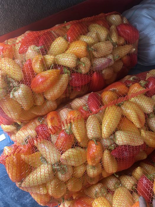 Насіння перцю Айвенго