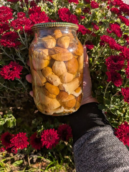 Продам мариновані голубінки та опеньки