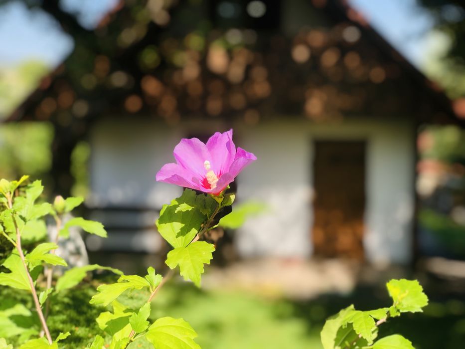 Садиба ЕКО-ДІМ, з власним Чаном та басейном відпочинок в Закарпатті