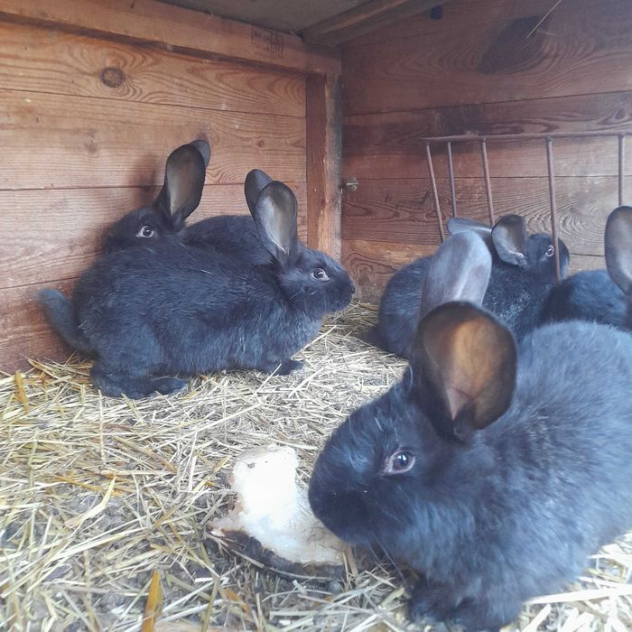 Królik olbrzym belgijski