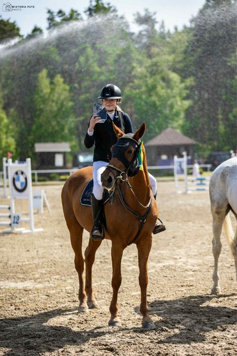 Urodziwa klacz profesor