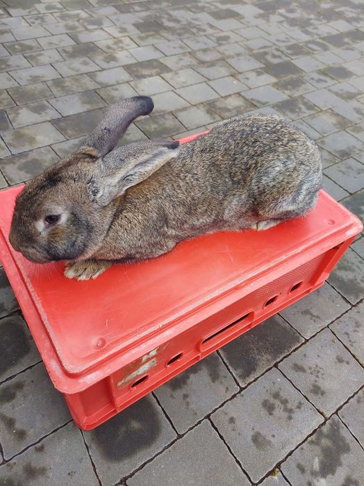 Królik samiec mieszaniec belg