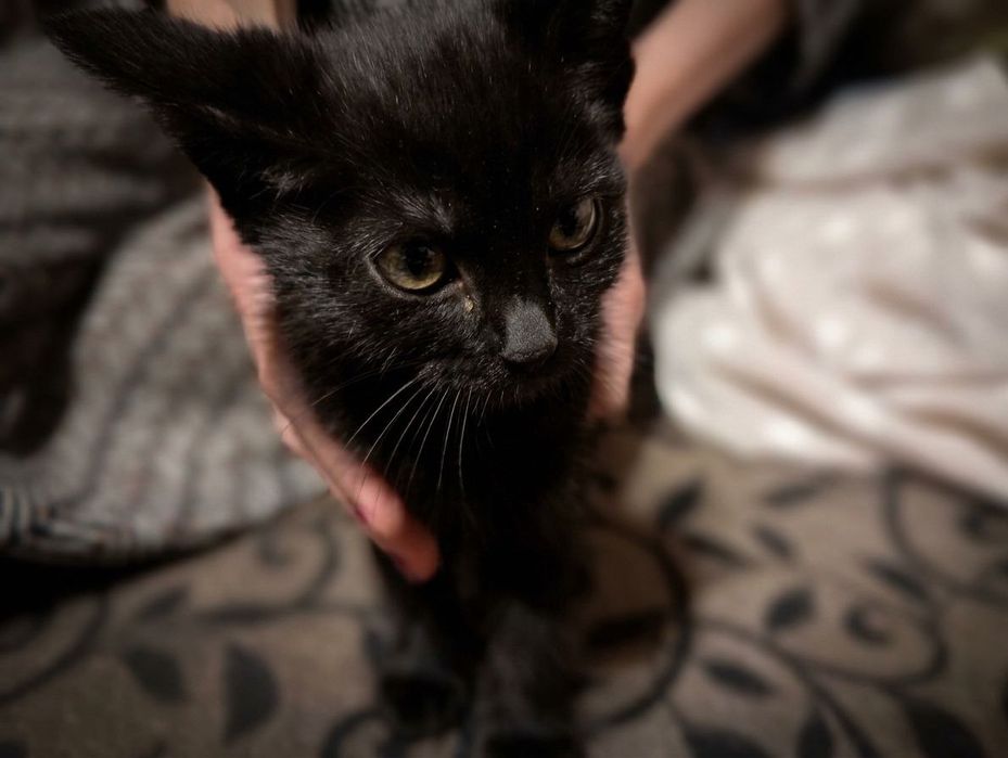 Отдам котенка в добрые руки (желательно писать на номер, не звонить!)