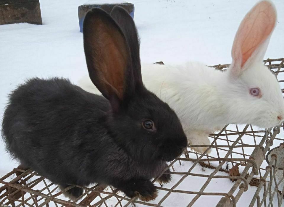 Króliki 3kg do dalszej hodowli