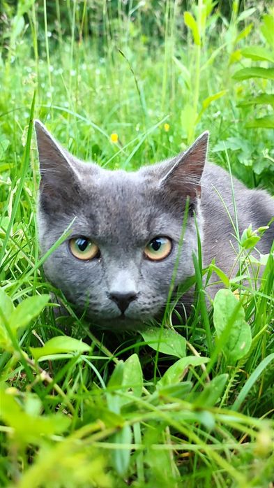 Віддам котика, Кути, Косів, Вижниця