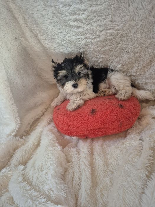 Biewer Terrier Macho Criadora Registada PT3088FL