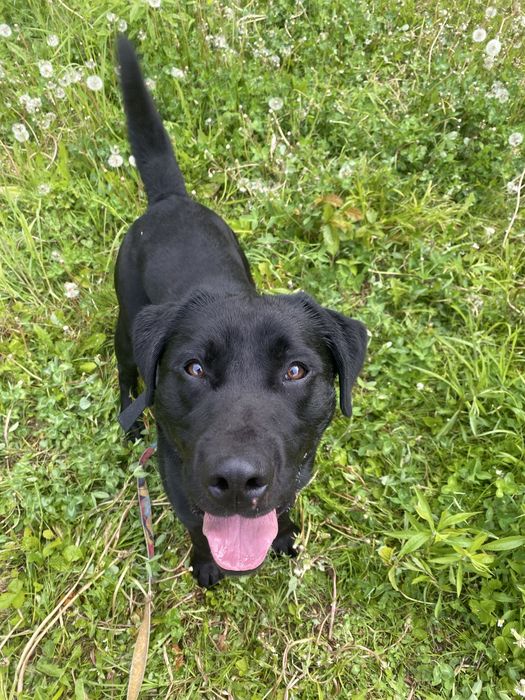 HODOR – młodziutki, wesoły i bardzo energiczny pies w typie labradora