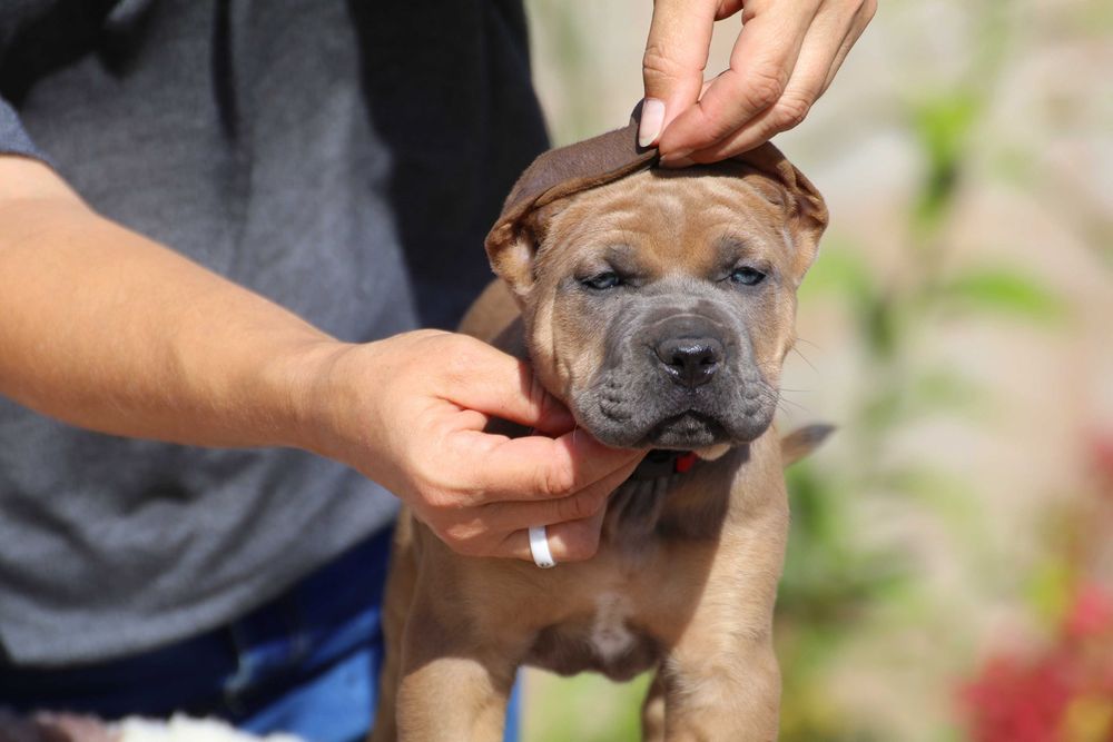 Suczka Formentino Cane Corso FCI