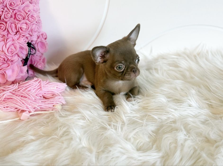 Chihuahua uroczy chlopczyk