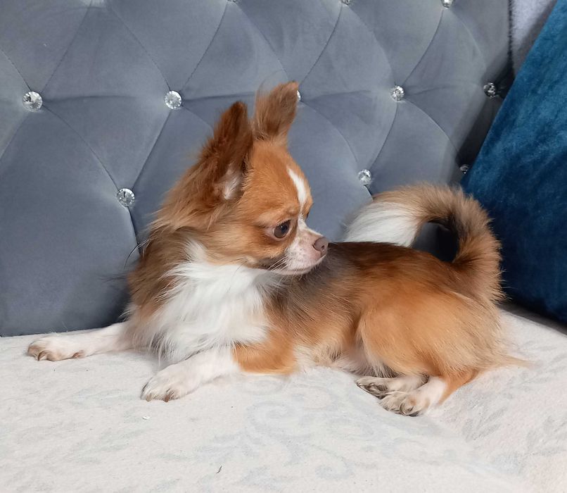 Reproduktor Chihuahua