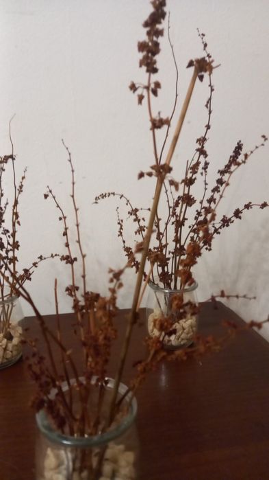Flores naturais secas