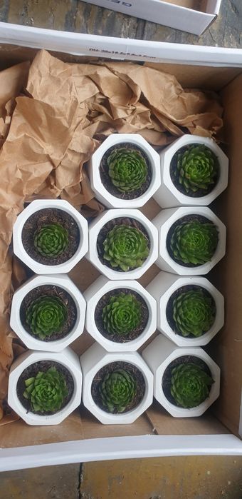 Podziękowanie dla gości