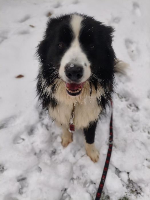 Niezwykły Border Collie - mądry, radosny i piękny puchaty Collie