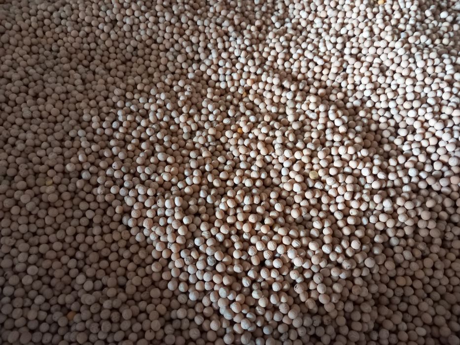 Groch siewny oczyszczony