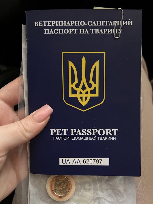 Солоденькі пухнастики мальтіпу