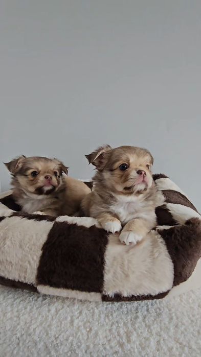 chocolate & sable