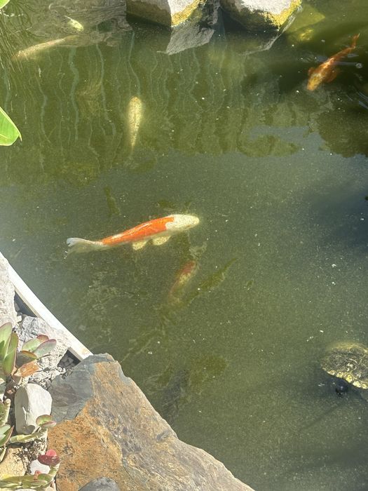 Vendo carpas koi