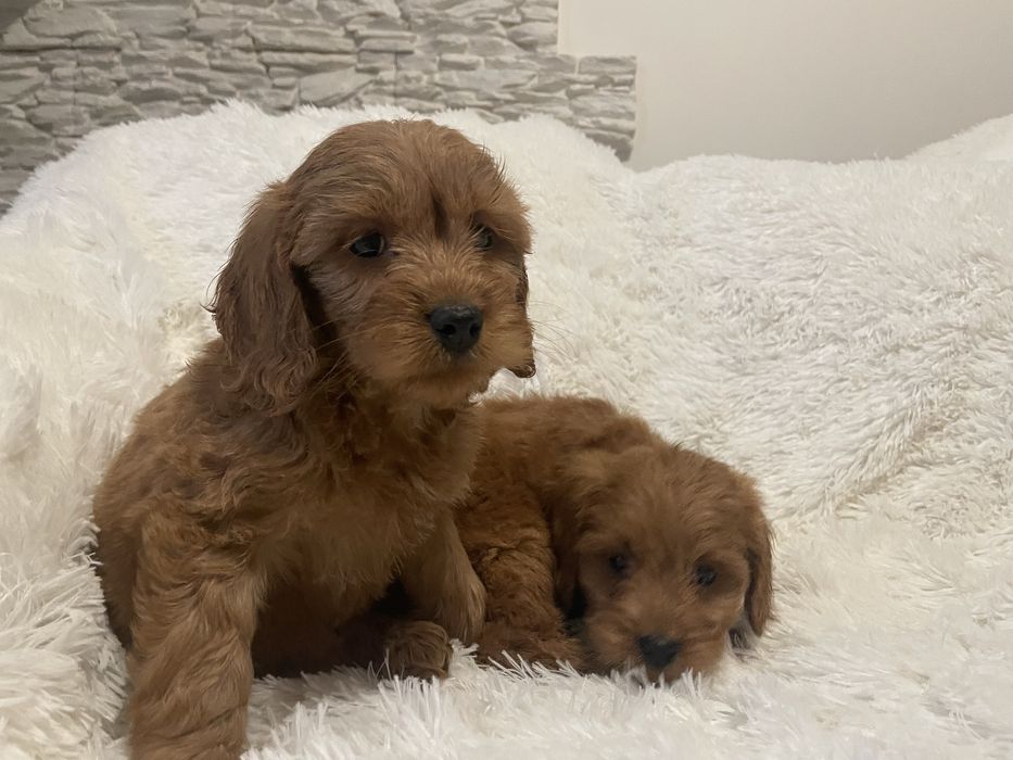 Cockapoo szczeniaki