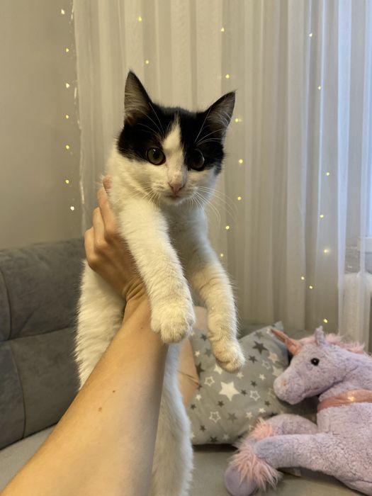 Кошеня в добрі руки