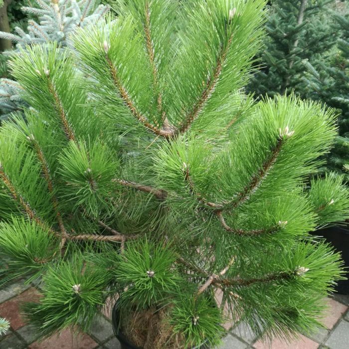 Sosna czarna długie igły