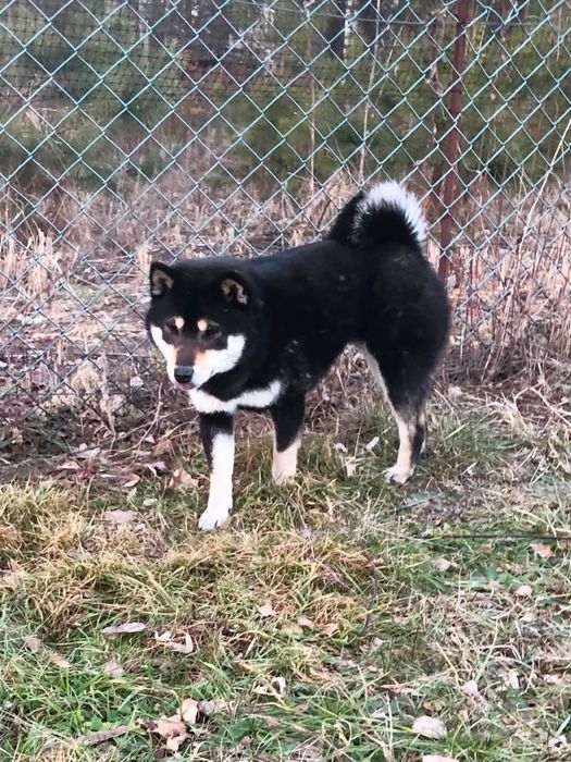 Shiba Inu, WYŚNIONY Rajsobie(FCI), piękny chlopczyk.