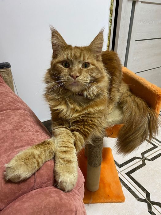 В’язка. Мей- кун мармурово- червоний.