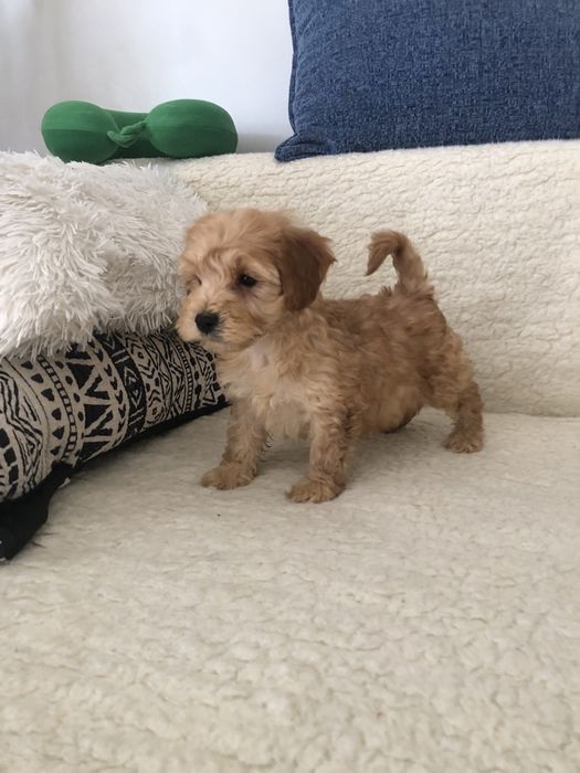 Maltipoo f2 Piesek