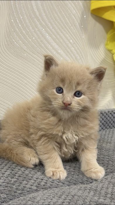 кошенята Мейнкун
