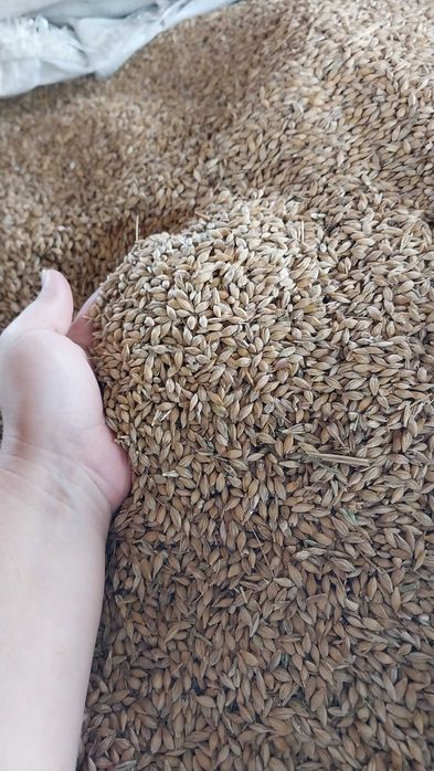 Ячмінь ярий 2025