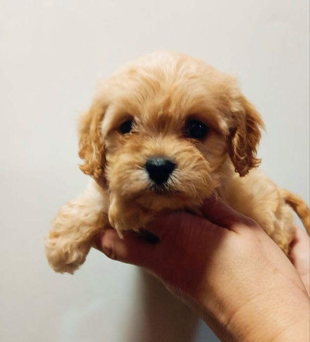 Чудесная девчуля Мальтипу ф1