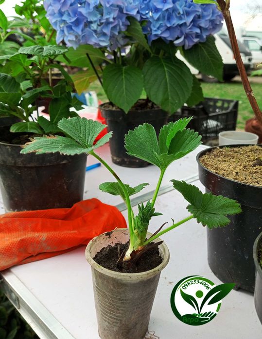 Розсада полуниці (Рассада клубники) Купити Кабріолет ремонтантна (НСД)