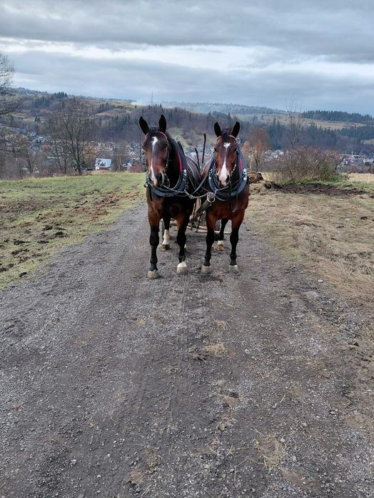 Wałachy śląskie 4 i 5 lat
