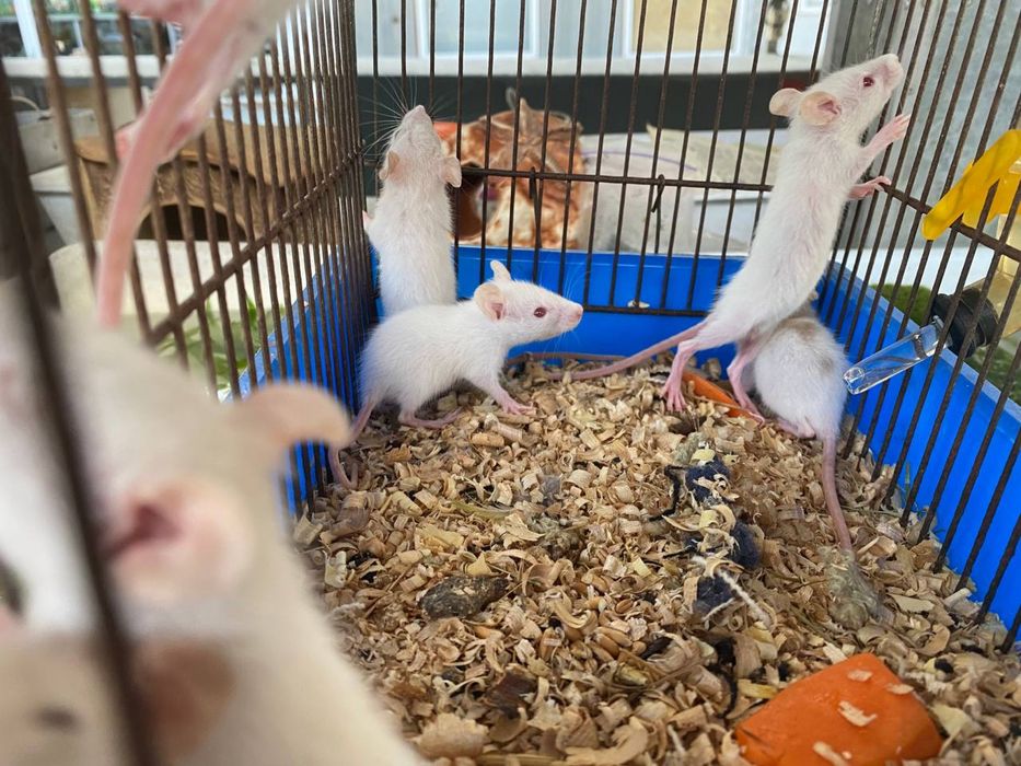 Дамбики крыски