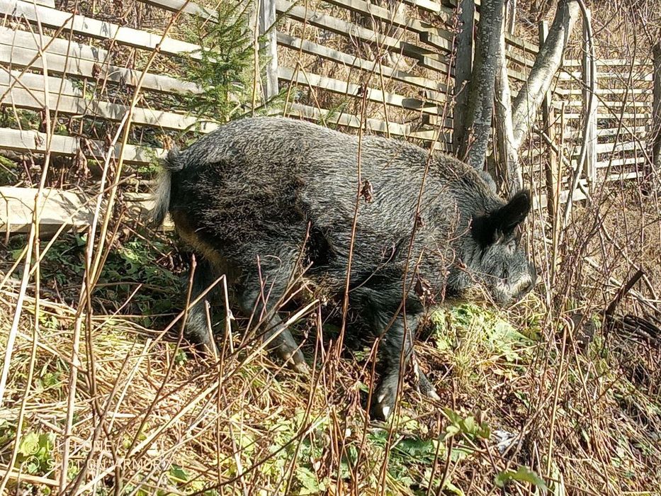 Продаж свиней.(великі,маленькі)