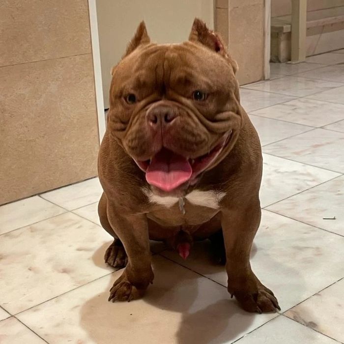 American bully Disponível para montas ( criações )