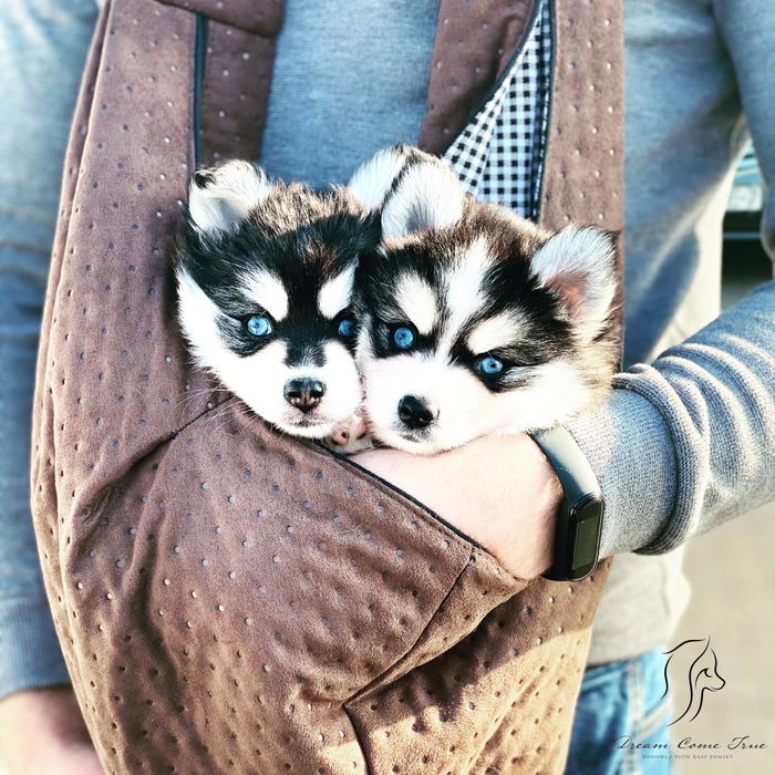 Pomsky ( Mini Husky )