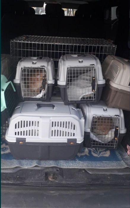 ЗООТАКСИ!Доставка животных.Перевозка собак,кошек,пони,телят,коз и т.д.