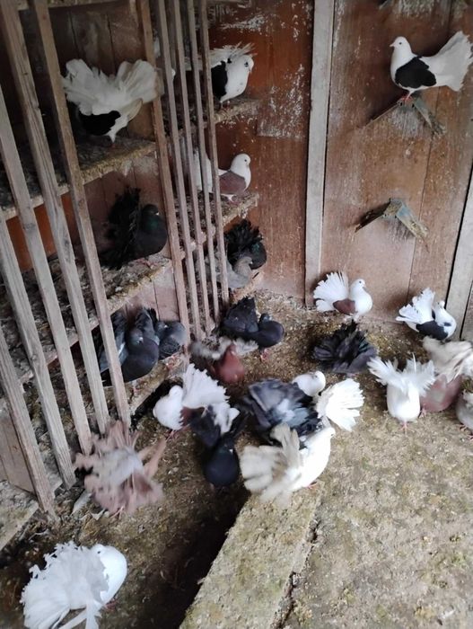 Gołębie,pawik,garłacz