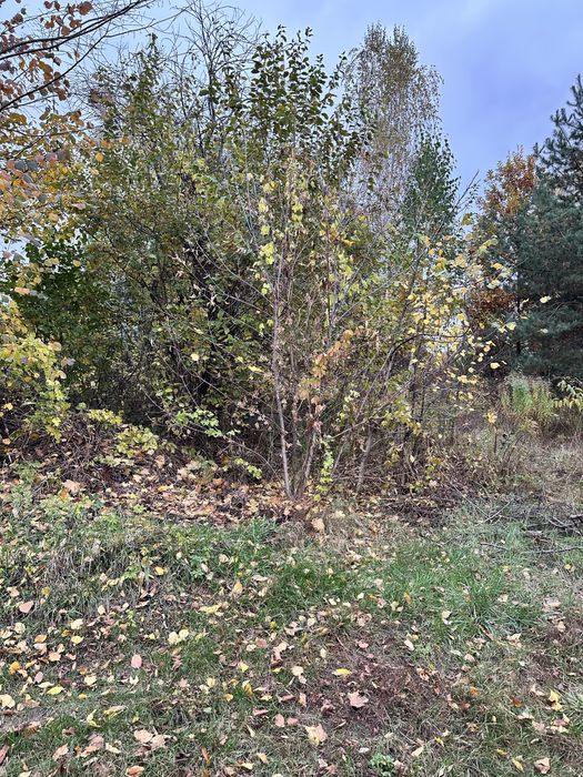 Земельні ділянки від 15 соток до 8 Га Віта Поштова