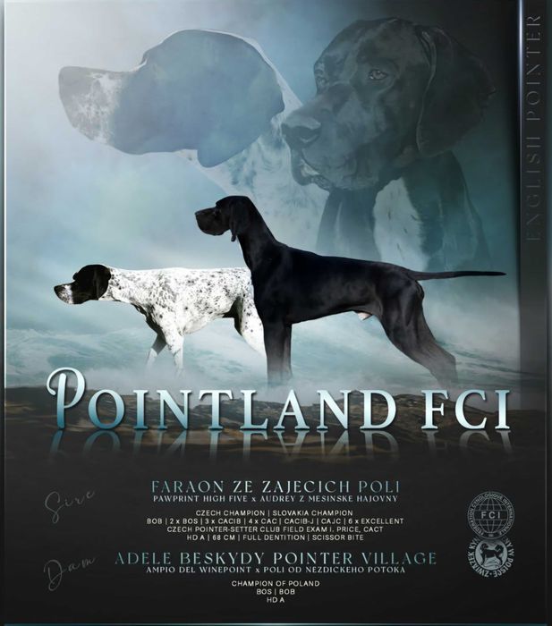 Pointer wyżeł angielski- rezerwacja na szczeniaka maj 2026