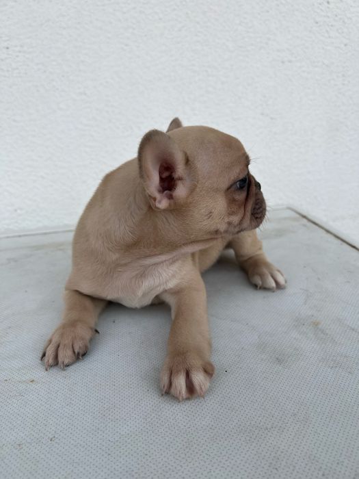 Bulldog francês macho  sable baixinho e curtinho