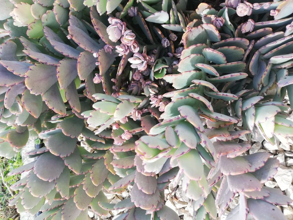 Suculentas varias64585565976835124