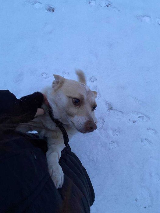 Срочно отдаю собаку "Бим"